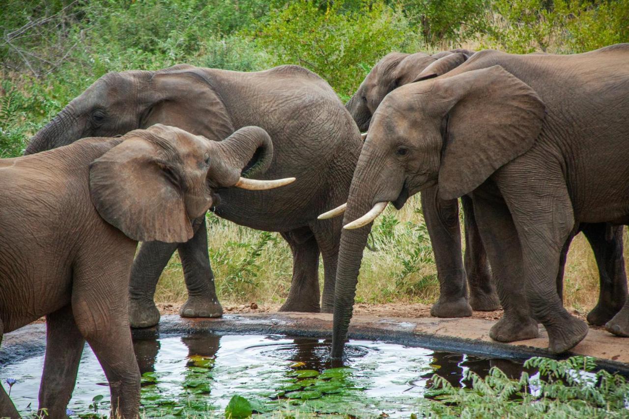 Casart Game Lodge Grietjie Game Reserve Bagian luar foto