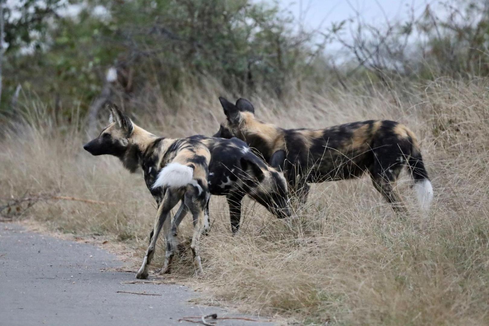 Casart Game Lodge Grietjie Game Reserve Bagian luar foto