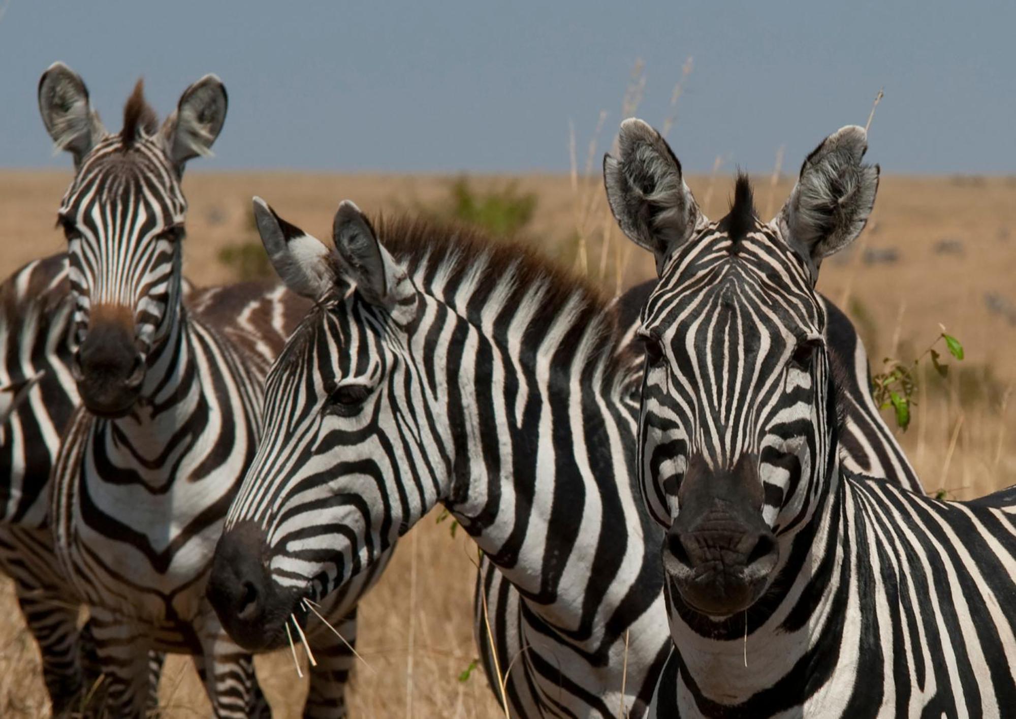 Casart Game Lodge Grietjie Game Reserve Bagian luar foto