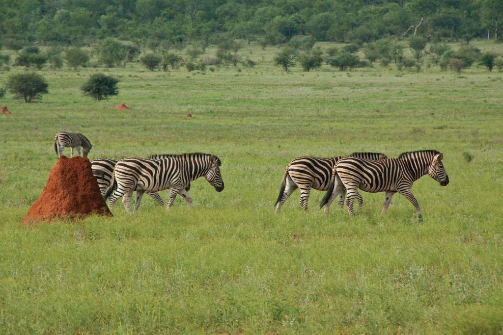 Casart Game Lodge Grietjie Game Reserve Bagian luar foto