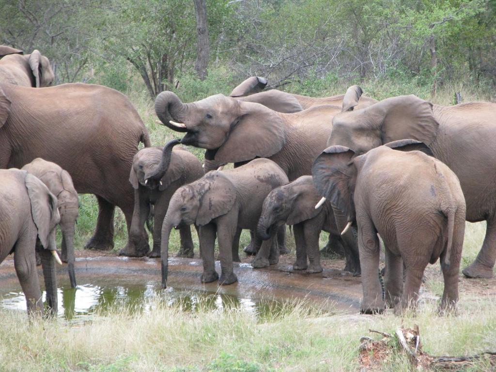 Casart Game Lodge Grietjie Game Reserve Bagian luar foto