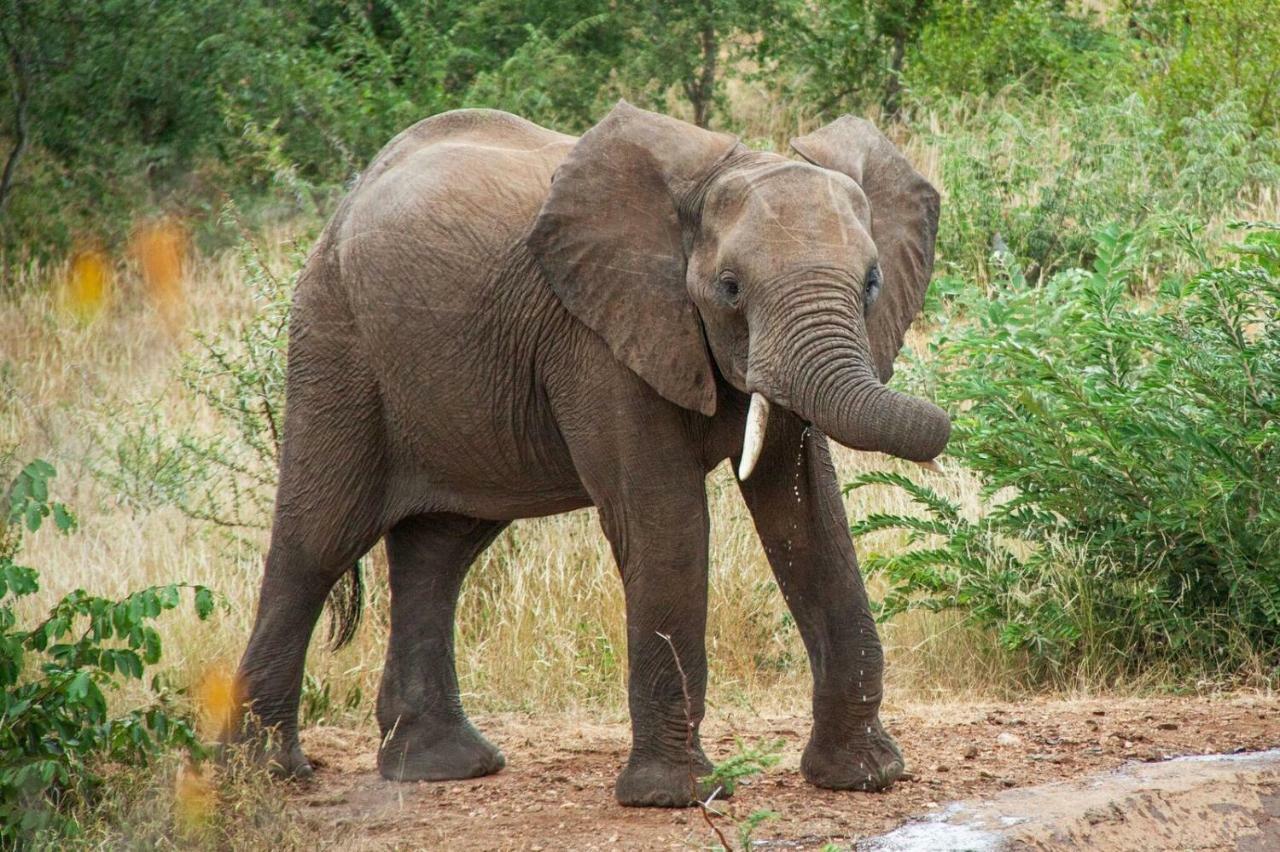 Casart Game Lodge Grietjie Game Reserve Bagian luar foto