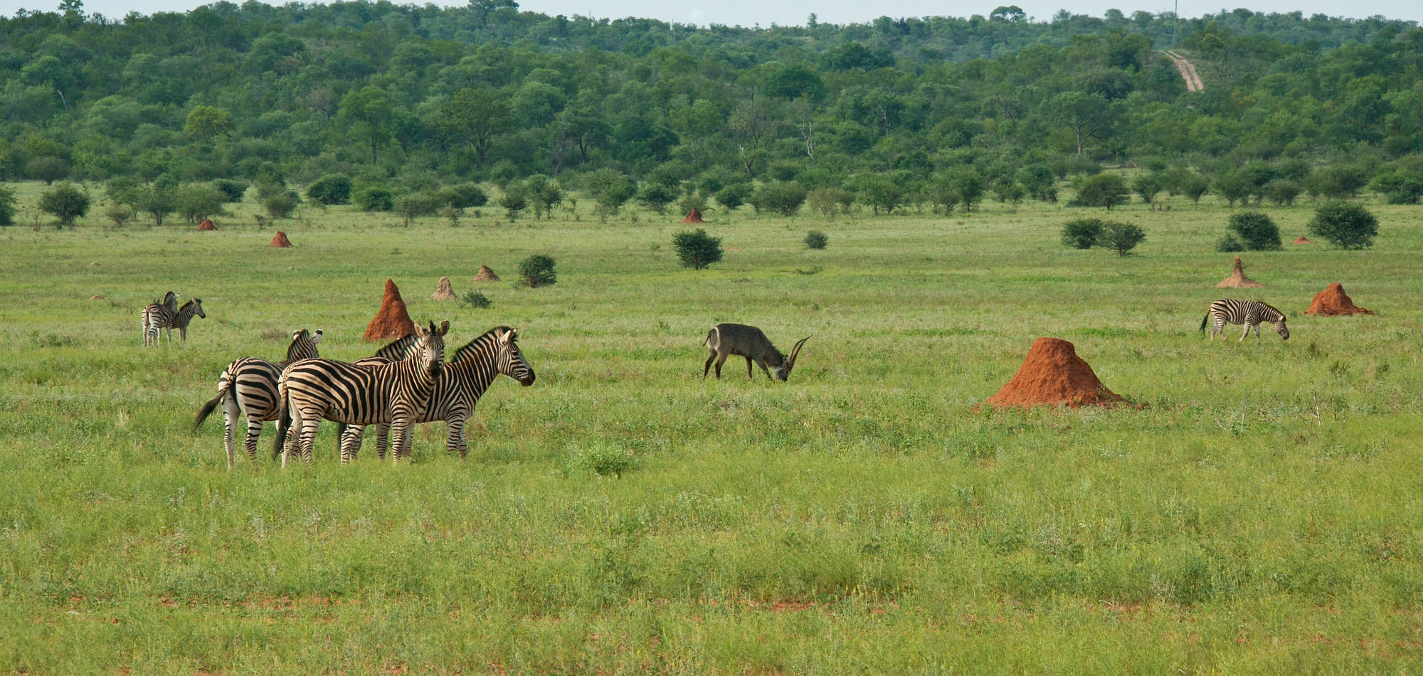 Casart Game Lodge Grietjie Game Reserve Bagian luar foto