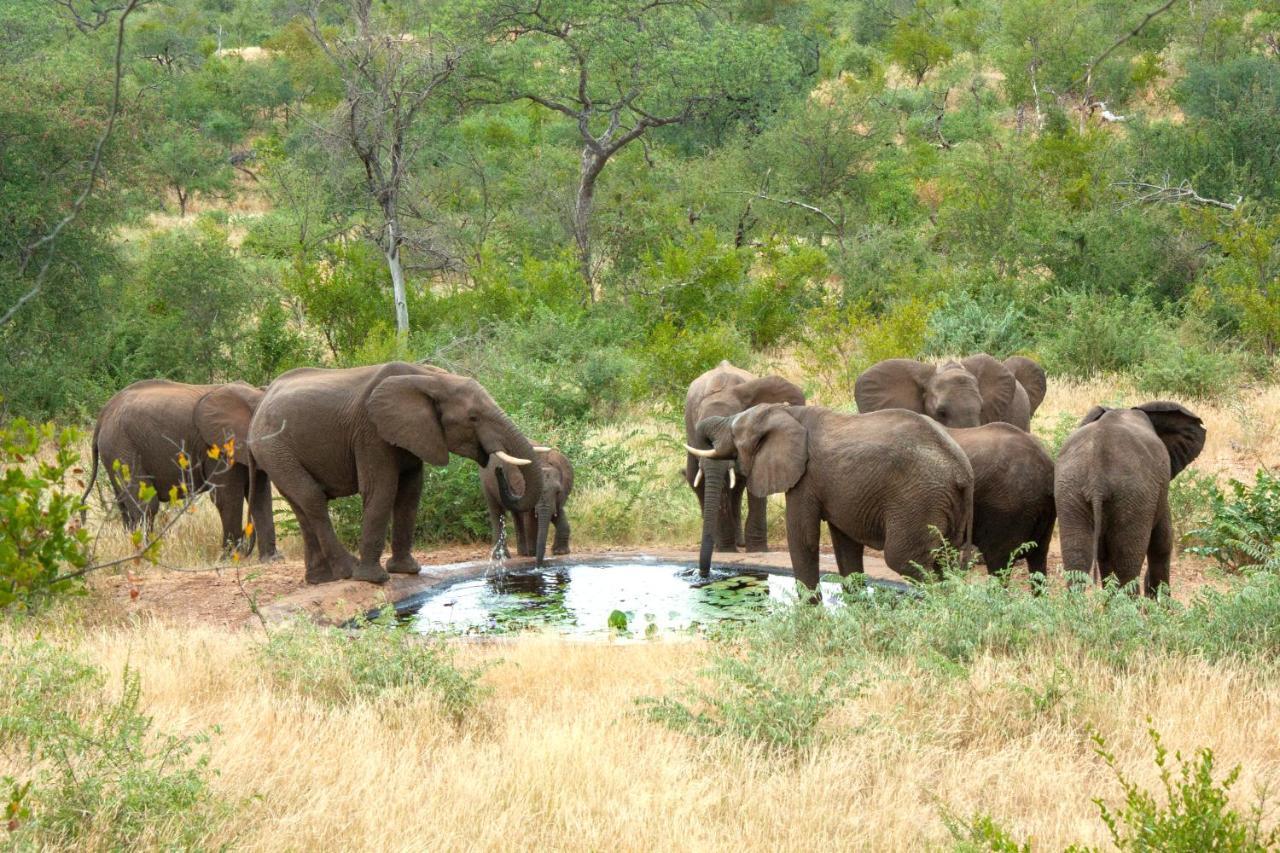 Casart Game Lodge Grietjie Game Reserve Bagian luar foto